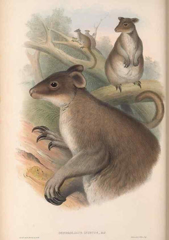 Reproducción/Reproduction 36784326252: The mammals of Australia.. London,Printed by Taylor and Francis, pub. by the author,1863.