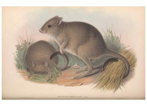 Reproducción/Reproduction 36784346082: The mammals of Australia.. London,Printed by Taylor and Francis, pub. by the author,1863.