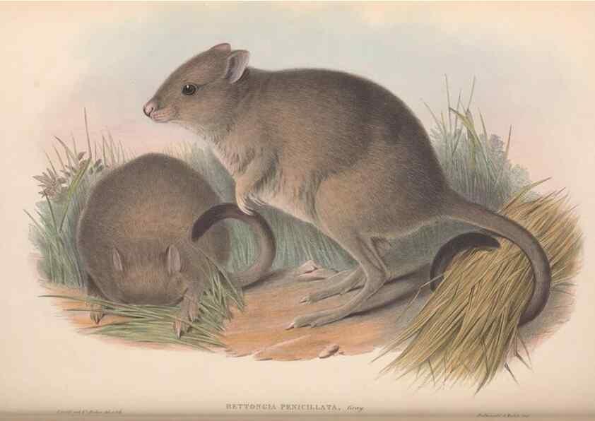 Reproducción/Reproduction 36784346082: The mammals of Australia.. London,Printed by Taylor and Francis, pub. by the author,1863.