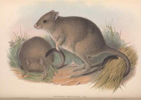 Reproducción/Reproduction 36784346082: The mammals of Australia.. London,Printed by Taylor and Francis, pub. by the author,1863.