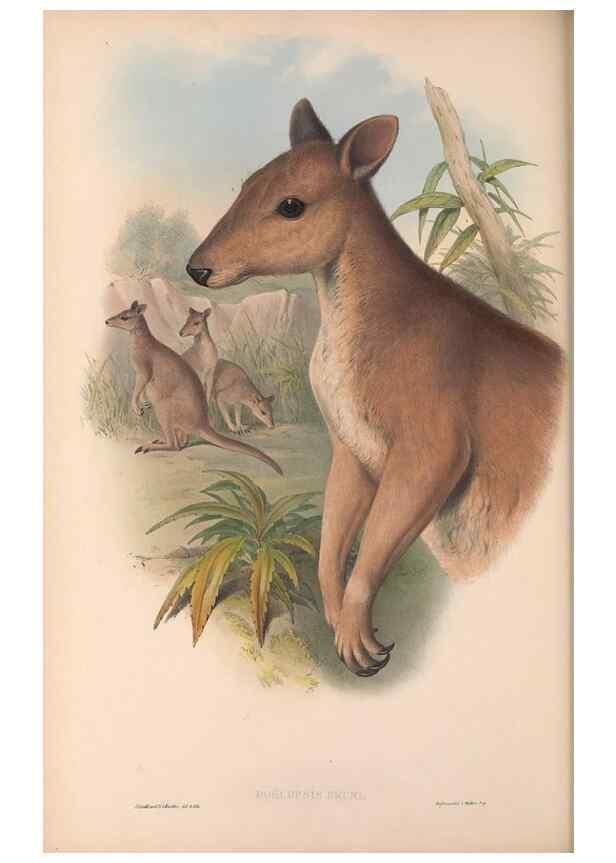 Reproducción/Reproduction 36767981636: The mammals of Australia.. London,Printed by Taylor and Francis, pub. by the author,1863.