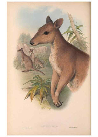 Reproducción/Reproduction 36767981636: The mammals of Australia.. London,Printed by Taylor and Francis, pub. by the author,1863.