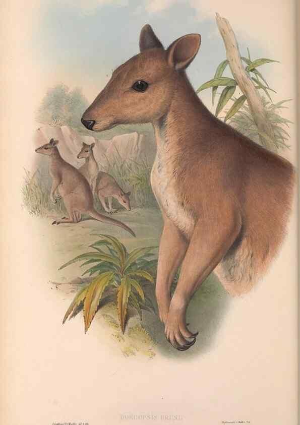 Reproducción/Reproduction 36767981636: The mammals of Australia.. London,Printed by Taylor and Francis, pub. by the author,1863.