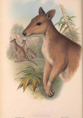 Reproducción/Reproduction 36767981636: The mammals of Australia.. London,Printed by Taylor and Francis, pub. by the author,1863.