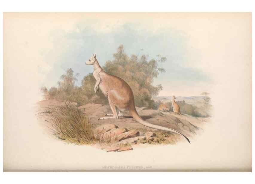 Reproducción/Reproduction 36767988486: The mammals of Australia.. London,Printed by Taylor and Francis, pub. by the author,1863.