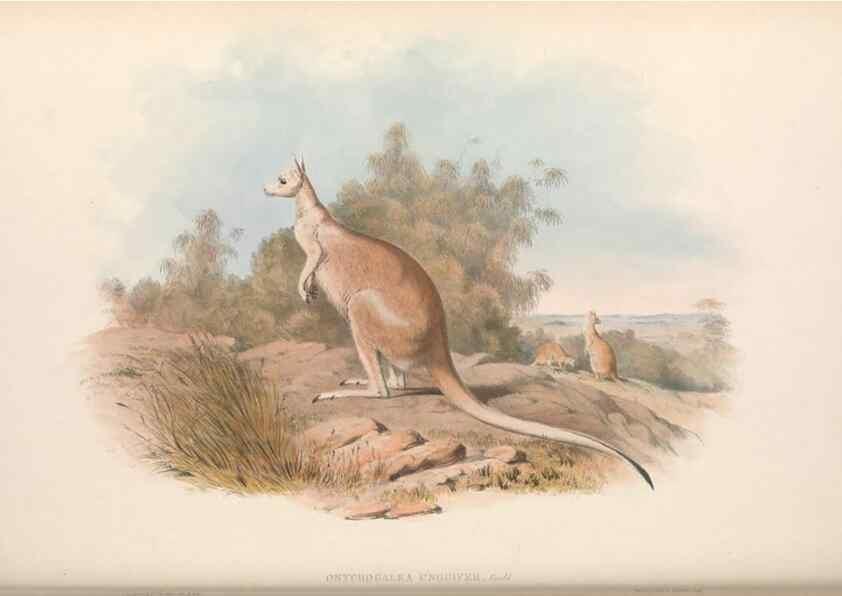 Reproducción/Reproduction 36767988486: The mammals of Australia.. London,Printed by Taylor and Francis, pub. by the author,1863.
