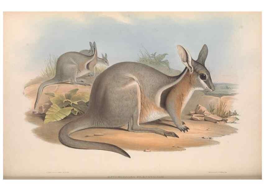 Reproducción/Reproduction 36767991706: The mammals of Australia.. London,Printed by Taylor and Francis, pub. by the author,1863.