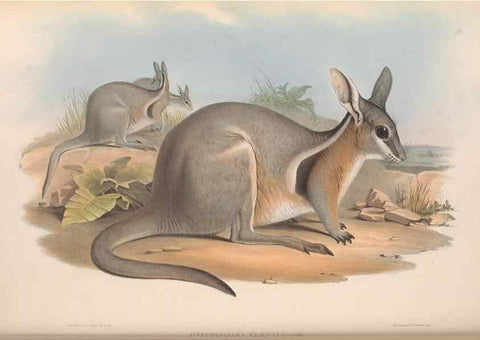 Reproducción/Reproduction 36767991706: The mammals of Australia.. London,Printed by Taylor and Francis, pub. by the author,1863.