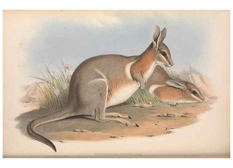 Reproducción/Reproduction 36767994286: The mammals of Australia.. London,Printed by Taylor and Francis, pub. by the author,1863.