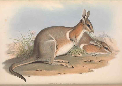Reproducción/Reproduction 36767994286: The mammals of Australia.. London,Printed by Taylor and Francis, pub. by the author,1863.