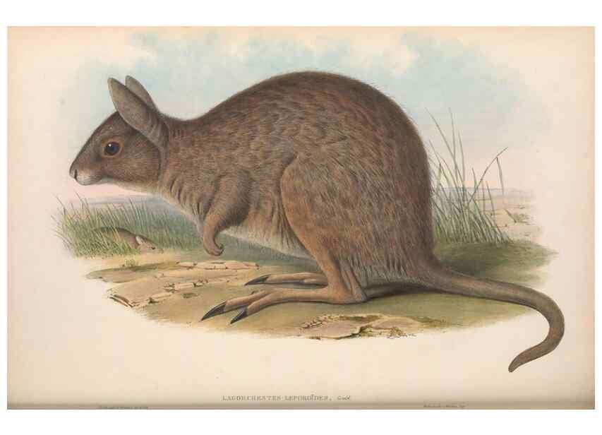 Reproducción/Reproduction 36768000456: The mammals of Australia.. London,Printed by Taylor and Francis, pub. by the author,1863.