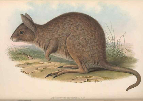 Reproducción/Reproduction 36768000456: The mammals of Australia.. London,Printed by Taylor and Francis, pub. by the author,1863.