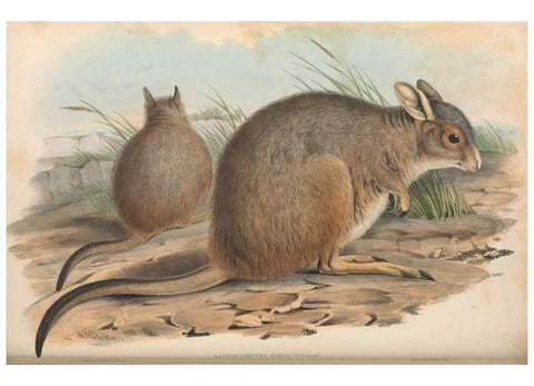 Reproducción/Reproduction 36768003346: The mammals of Australia.. London,Printed by Taylor and Francis, pub. by the author,1863.