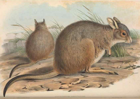 Reproducción/Reproduction 36768003346: The mammals of Australia.. London,Printed by Taylor and Francis, pub. by the author,1863.