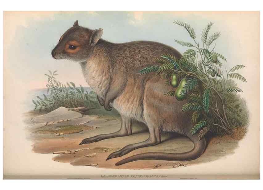 Reproducción/Reproduction 36784342362: The mammals of Australia.. London,Printed by Taylor and Francis, pub. by the author,1863.