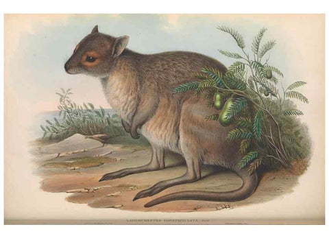 Reproducción/Reproduction 36784342362: The mammals of Australia.. London,Printed by Taylor and Francis, pub. by the author,1863.