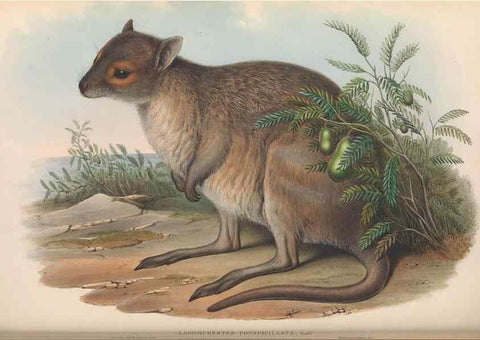 Reproducción/Reproduction 36784342362: The mammals of Australia.. London,Printed by Taylor and Francis, pub. by the author,1863.