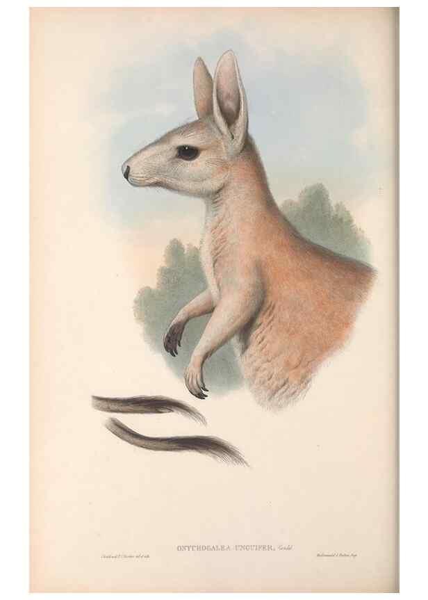 Reproducción/Reproduction 36767984776: The mammals of Australia.. London,Printed by Taylor and Francis, pub. by the author,1863.