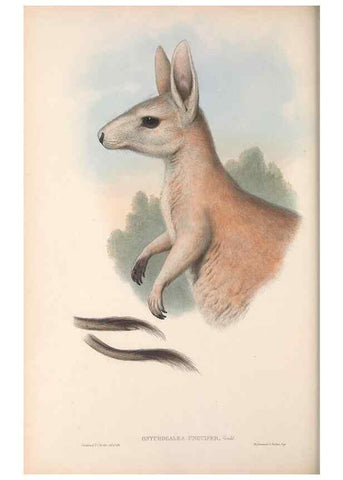 Reproducción/Reproduction 36767984776: The mammals of Australia.. London,Printed by Taylor and Francis, pub. by the author,1863.