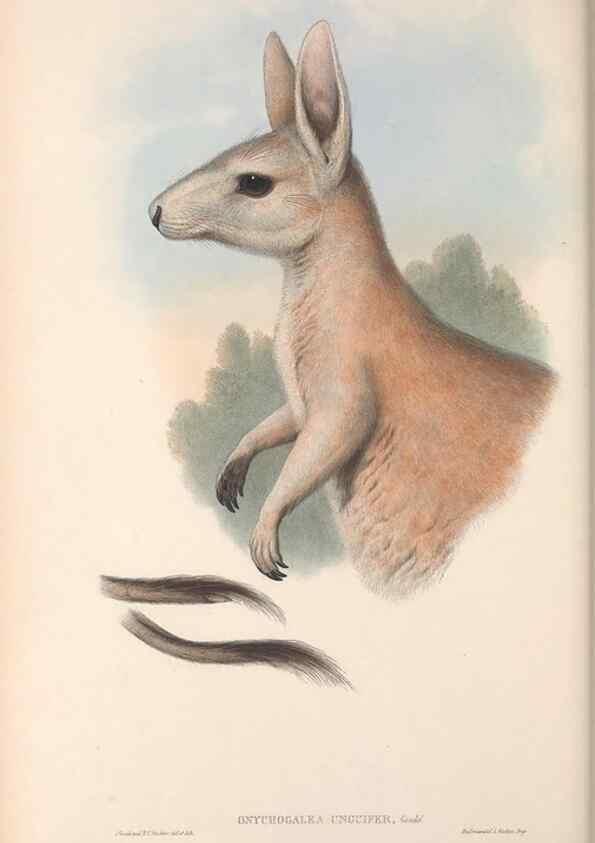 Reproducción/Reproduction 36767984776: The mammals of Australia.. London,Printed by Taylor and Francis, pub. by the author,1863.