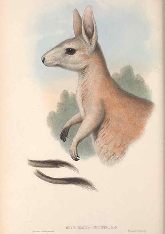 Reproducción/Reproduction 36767984776: The mammals of Australia.. London,Printed by Taylor and Francis, pub. by the author,1863.