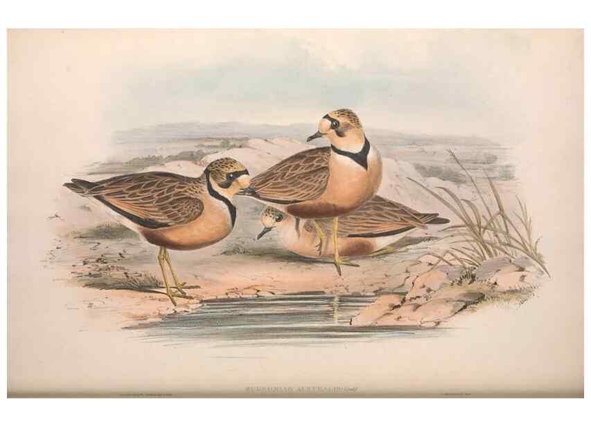 Reproducción/Reproduction 36781515672: The birds of Australia.. London,Printed by R. and J. E. Taylor; pub. by the author,[1840]-48.