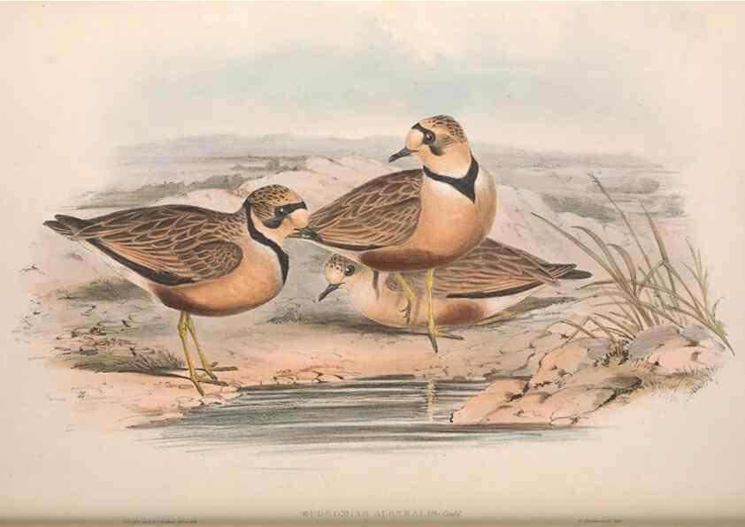 Reproducción/Reproduction 36781515672: The birds of Australia.. London,Printed by R. and J. E. Taylor; pub. by the author,[1840]-48.