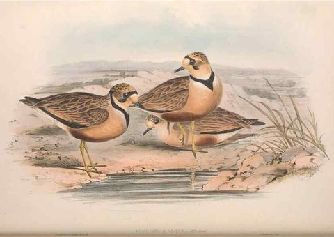 Reproducción/Reproduction 36781515672: The birds of Australia.. London,Printed by R. and J. E. Taylor; pub. by the author,[1840]-48.