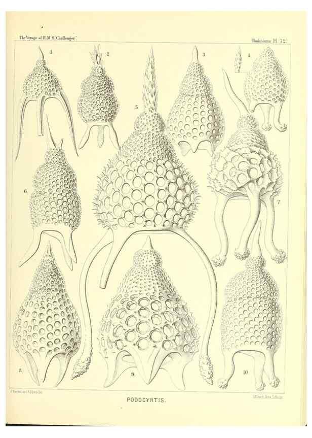 Reproducción/Reproduction 36283724743: Report on the scientific results of the voyage of H.M.S. Challenger during the years 1873-76 under the command of Captain George S. Nares .... Edinburgh :Neill,1880-1895.