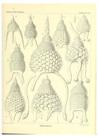 Reproducción/Reproduction 36283724743: Report on the scientific results of the voyage of H.M.S. Challenger during the years 1873-76 under the command of Captain George S. Nares .... Edinburgh :Neill,1880-1895.