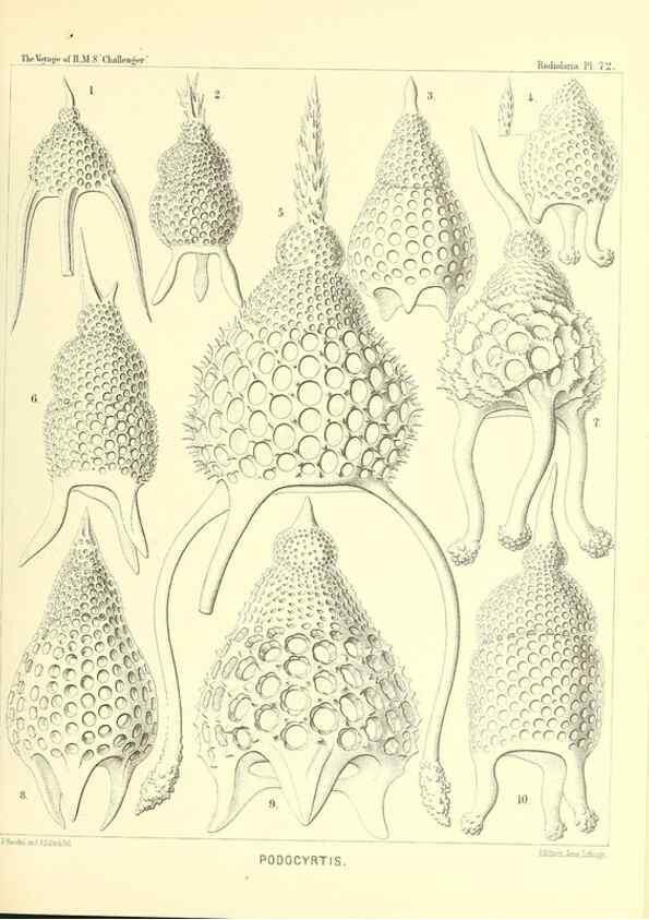 Reproducción/Reproduction 36283724743: Report on the scientific results of the voyage of H.M.S. Challenger during the years 1873-76 under the command of Captain George S. Nares .... Edinburgh :Neill,1880-1895.