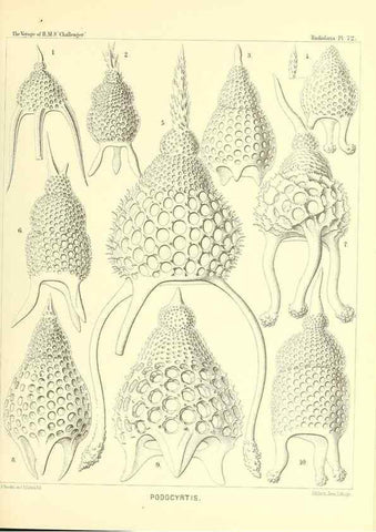 Reproducción/Reproduction 36283724743: Report on the scientific results of the voyage of H.M.S. Challenger during the years 1873-76 under the command of Captain George S. Nares .... Edinburgh :Neill,1880-1895.