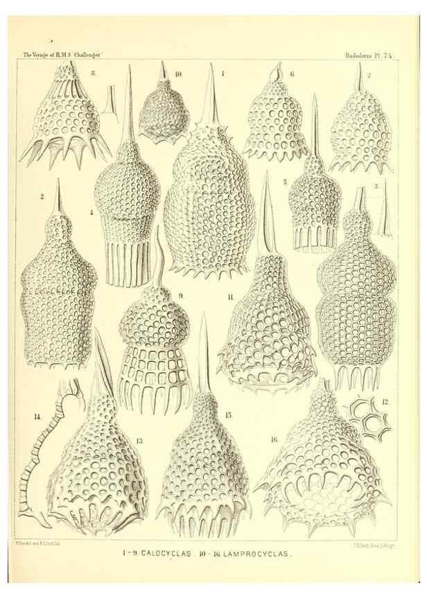 Reproducción/Reproduction 36283727973: Report on the scientific results of the voyage of H.M.S. Challenger during the years 1873-76 under the command of Captain George S. Nares .... Edinburgh :Neill,1880-1895.