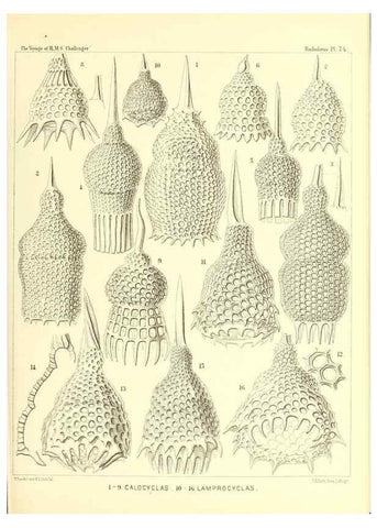 Reproducción/Reproduction 36283727973: Report on the scientific results of the voyage of H.M.S. Challenger during the years 1873-76 under the command of Captain George S. Nares .... Edinburgh :Neill,1880-1895.