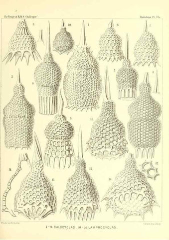 Reproducción/Reproduction 36283727973: Report on the scientific results of the voyage of H.M.S. Challenger during the years 1873-76 under the command of Captain George S. Nares .... Edinburgh :Neill,1880-1895.