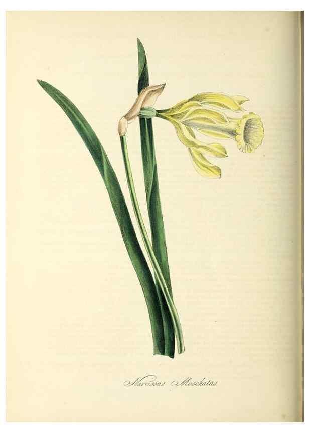 Reproducción/Reproduction 26195619369: Plantæ utiliores :. London :Whittaker & Co.,1842-1850.. 