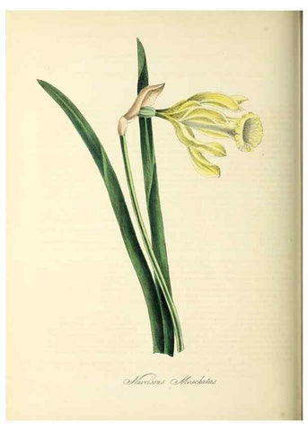 Reproducción/Reproduction 26195619369: Plantæ utiliores :. London :Whittaker & Co.,1842-1850.. 