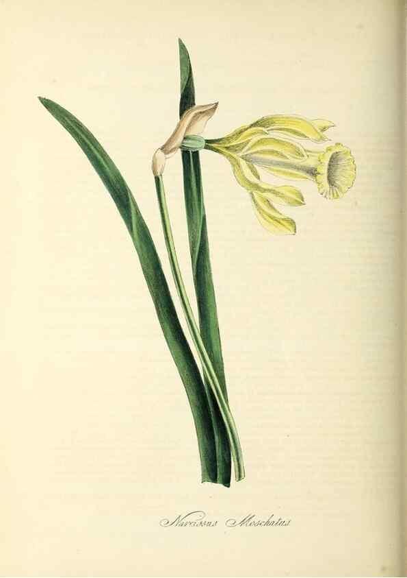 Reproducción/Reproduction 26195619369: Plantæ utiliores :. London :Whittaker & Co.,1842-1850.. 