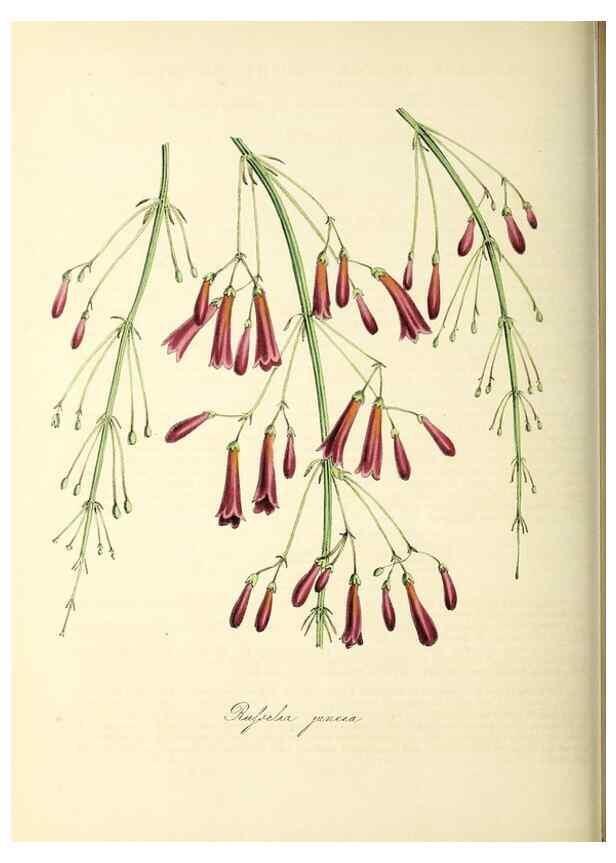 Reproducción/Reproduction 26195621409: Plantæ utiliores :. London :Whittaker & Co.,1842-1850.. 
