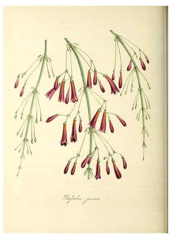 Reproducción/Reproduction 26195621409: Plantæ utiliores :. London :Whittaker & Co.,1842-1850.. 