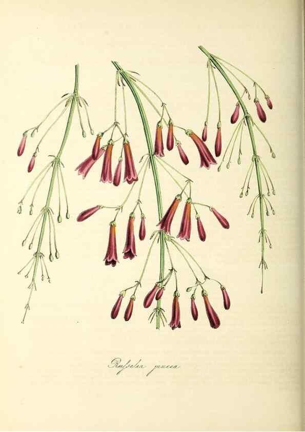 Reproducción/Reproduction 26195621409: Plantæ utiliores :. London :Whittaker & Co.,1842-1850.. 