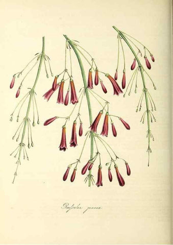 Reproducción/Reproduction 26195621409: Plantæ utiliores :. London :Whittaker & Co.,1842-1850.. 