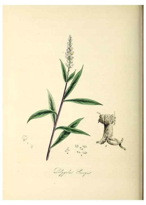 Reproducción/Reproduction 26195623749: Plantæ utiliores :. London :Whittaker & Co.,1842-1850.. 