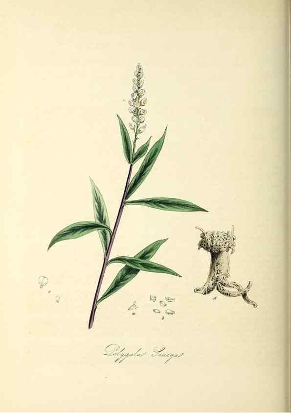 Reproducción/Reproduction 26195623749: Plantæ utiliores :. London :Whittaker & Co.,1842-1850.. 