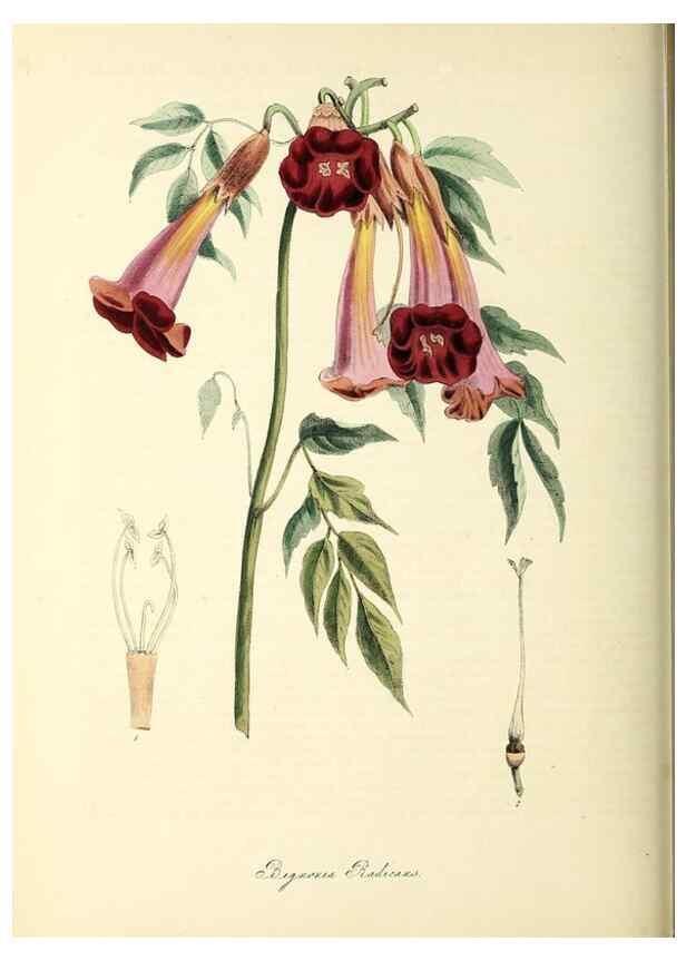 Reproducción/Reproduction 26195626929: Plantæ utiliores :. London :Whittaker & Co.,1842-1850.. 