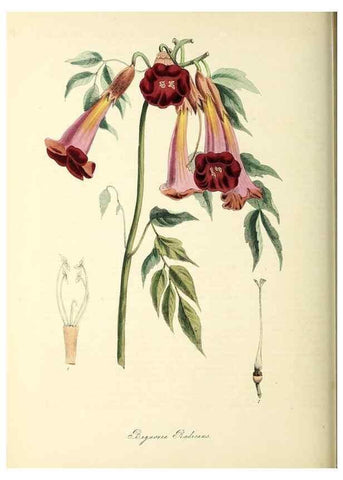 Reproducción/Reproduction 26195626929: Plantæ utiliores :. London :Whittaker & Co.,1842-1850.. 