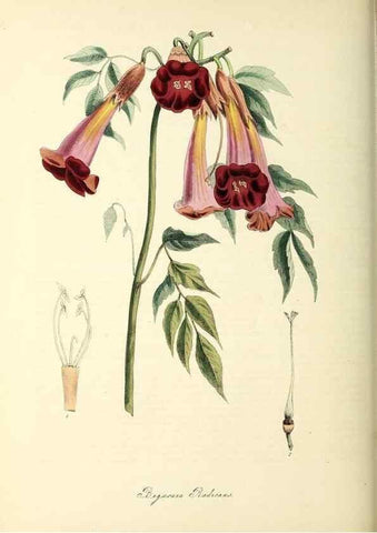 Reproducción/Reproduction 26195626929: Plantæ utiliores :. London :Whittaker & Co.,1842-1850.. 