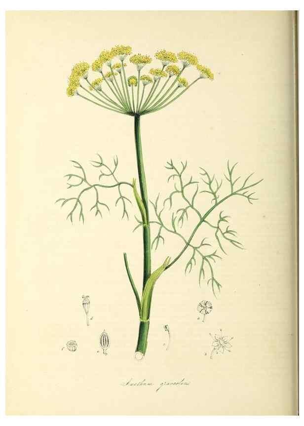 Reproducción/Reproduction 26195628759: Plantæ utiliores :. London :Whittaker & Co.,1842-1850.. 