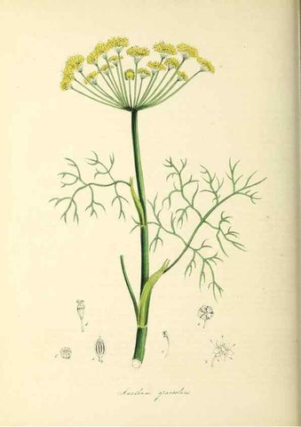 Reproducción/Reproduction 26195628759: Plantæ utiliores :. London :Whittaker & Co.,1842-1850.. 