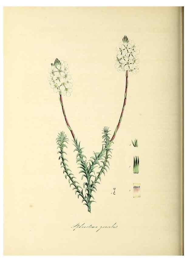 Reproducción/Reproduction 26195631839: Plantæ utiliores :. London :Whittaker & Co.,1842-1850.. 